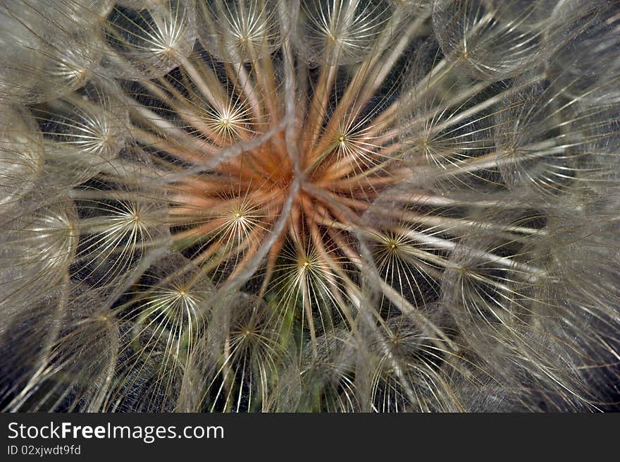 Macro of dandelion on dark background