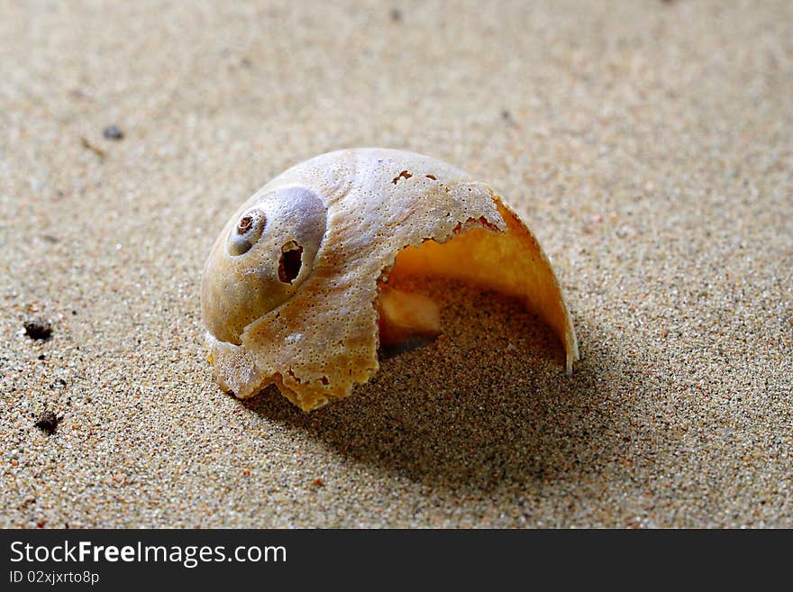 Old shabby cockleshell in sand. Old shabby cockleshell in sand