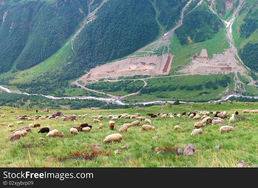 Herd sheep on green meadow. Natural composition. Herd sheep on green meadow. Natural composition