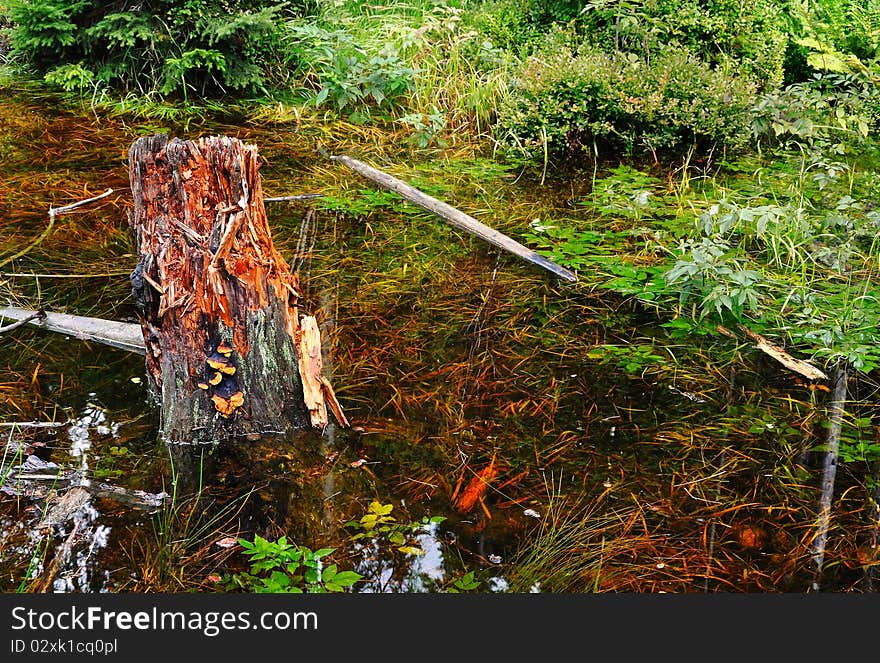 Forest stream in the national park Krkonose in the Czech Republic