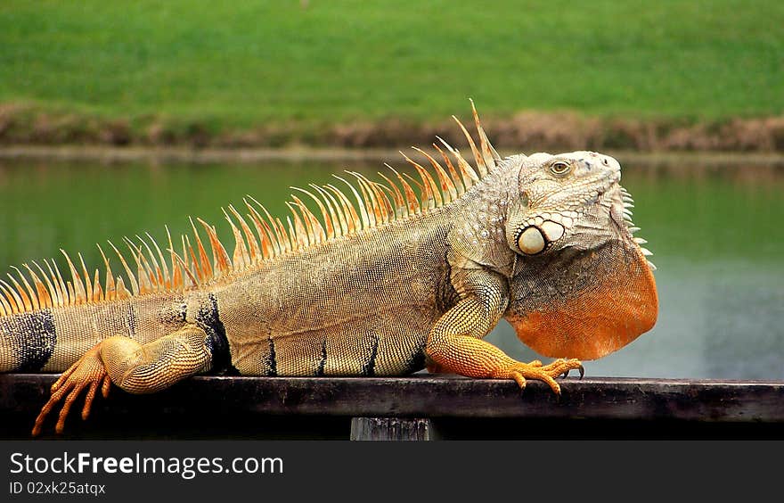 Orange Iguana