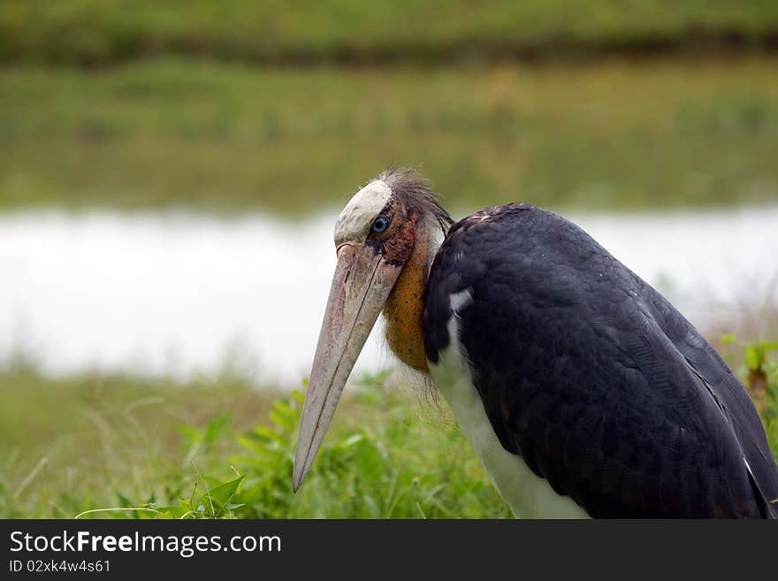 Marabou. Borneo