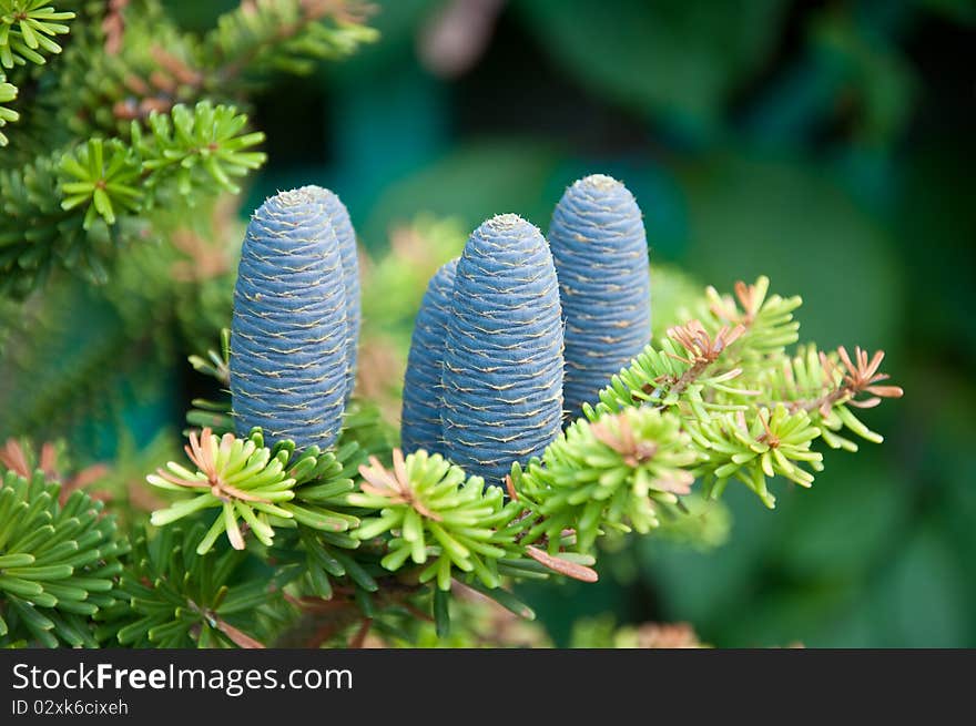 Close-up of young blue fir-cone on the branch. Close-up of young blue fir-cone on the branch.