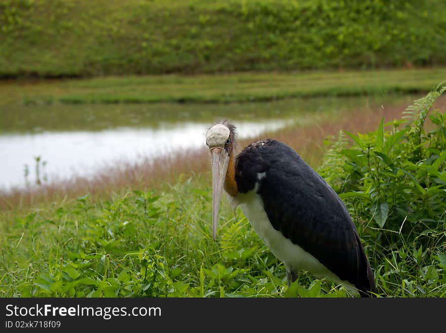 Marabou. Borneo