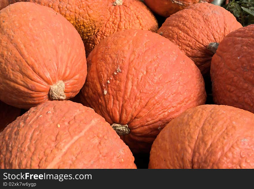 Bumpy pumpkins at a farm stand in upstate New Yorkount