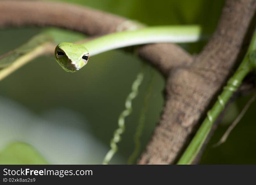 Green Snake