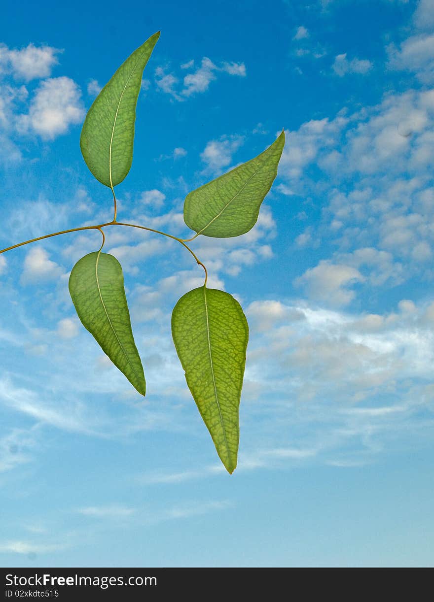 Eucalyptus branch on sky background