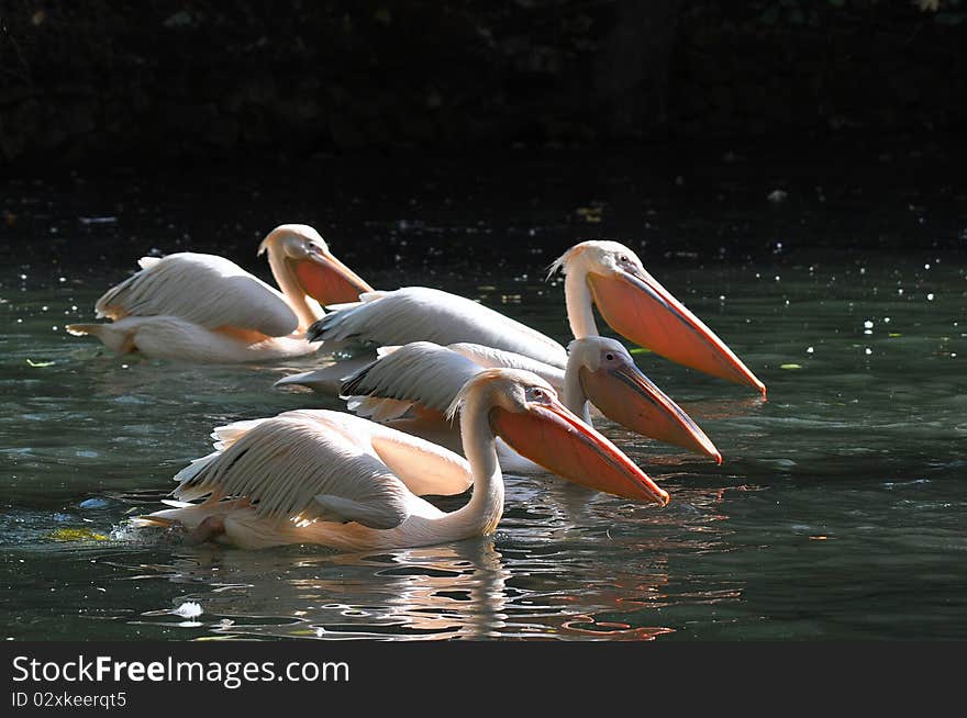 The Great White Pelican, Pelecanus onocrotalus also known as the Eastern White Pelican or White Pelican is a bird in the pelican family. It breeds from southeastern Europe through Asia and in Africa in swamps and shallow lakes. The Great White Pelican, Pelecanus onocrotalus also known as the Eastern White Pelican or White Pelican is a bird in the pelican family. It breeds from southeastern Europe through Asia and in Africa in swamps and shallow lakes.