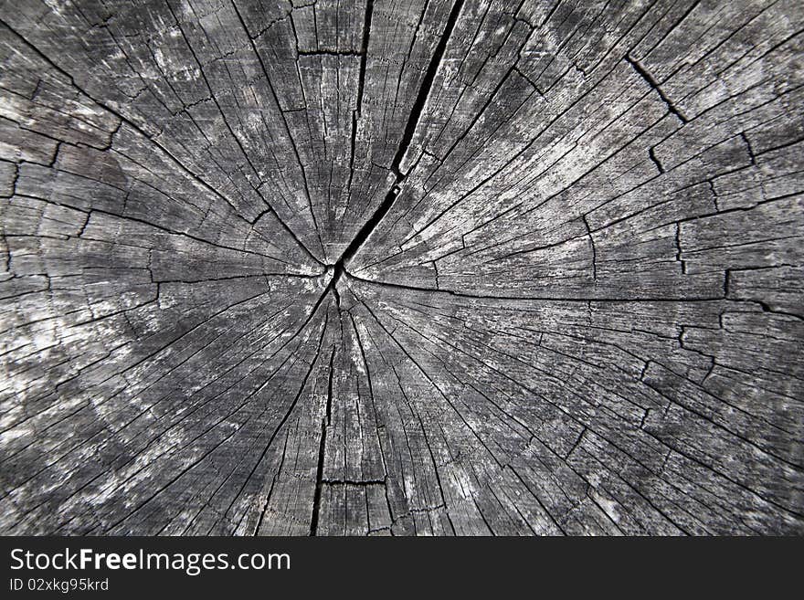 Abstract background from a cut of an old tree. Abstract background from a cut of an old tree