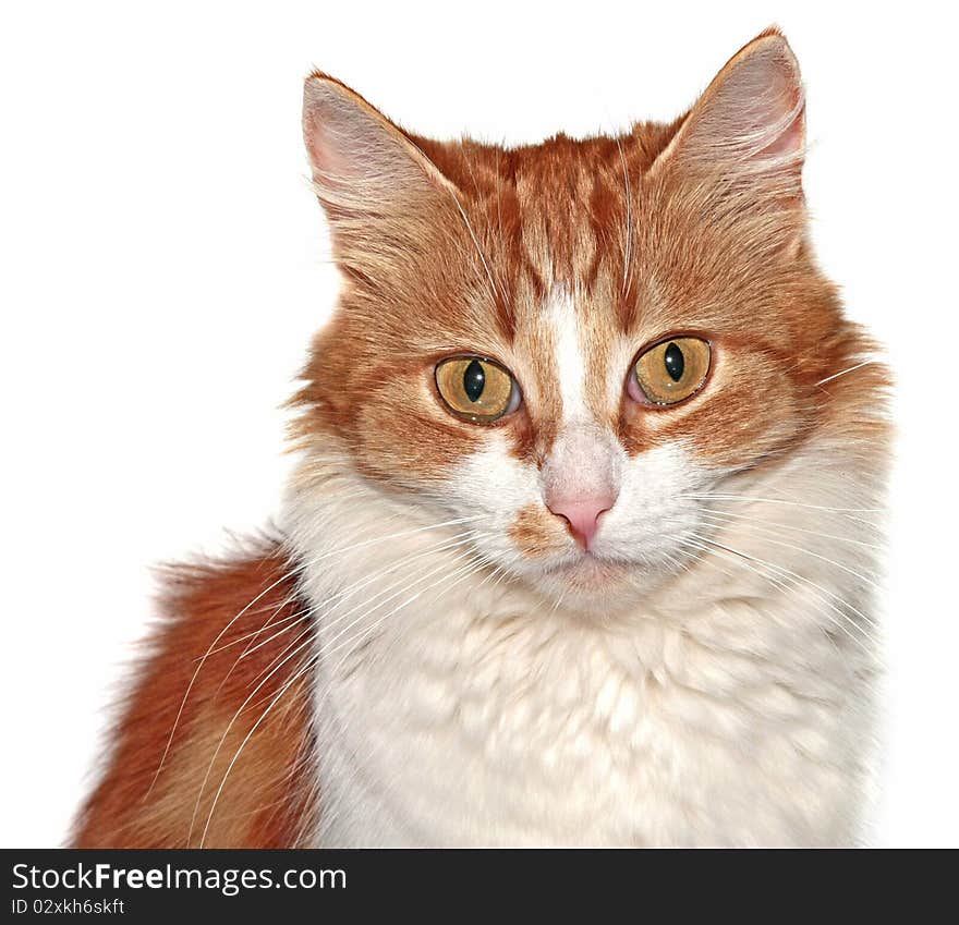 Portrait of a red cat on a white background