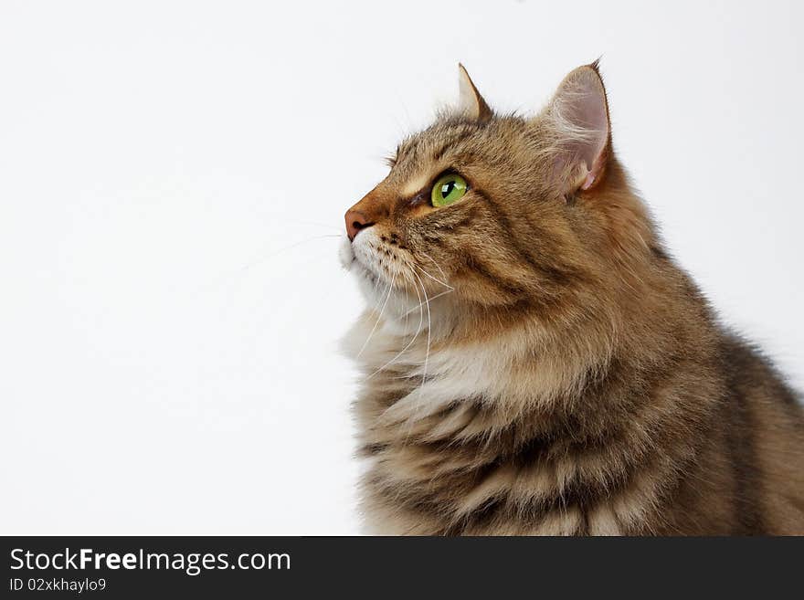 Siberian cat looking into distance