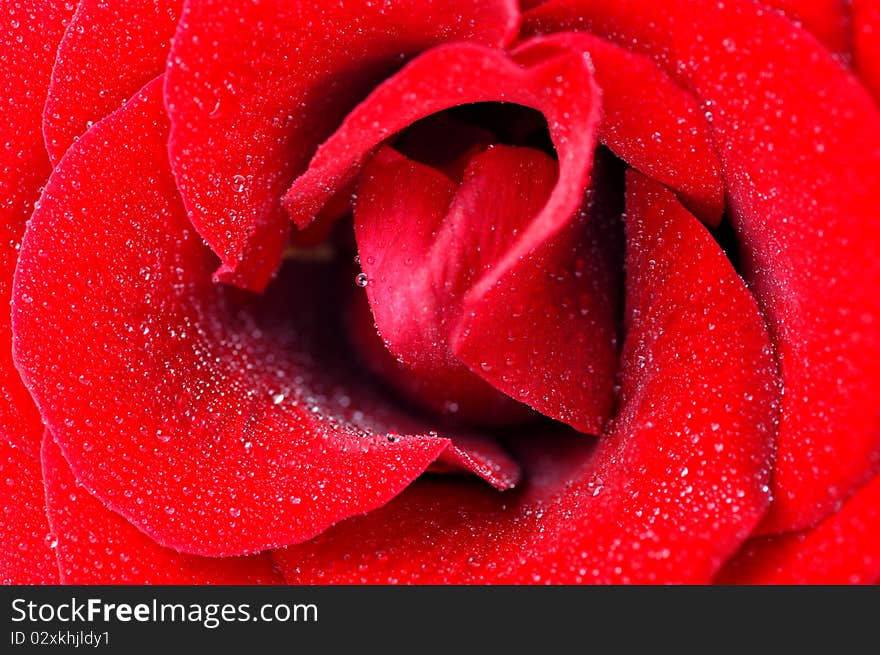 Red rose with dew drops  closeup