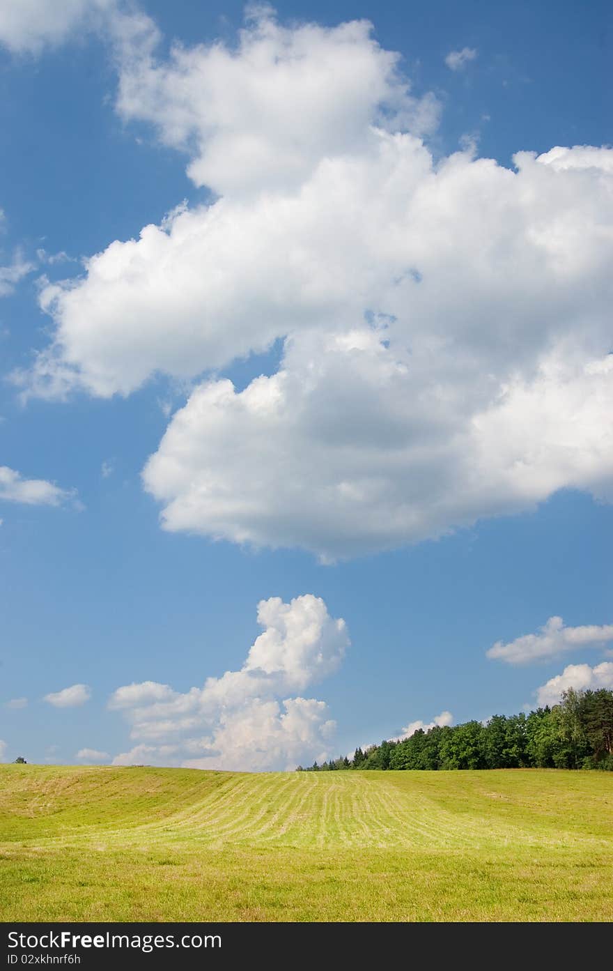 Yellow field with the burnt out grass against green wood and the blue sky with white clouds. Yellow field with the burnt out grass against green wood and the blue sky with white clouds