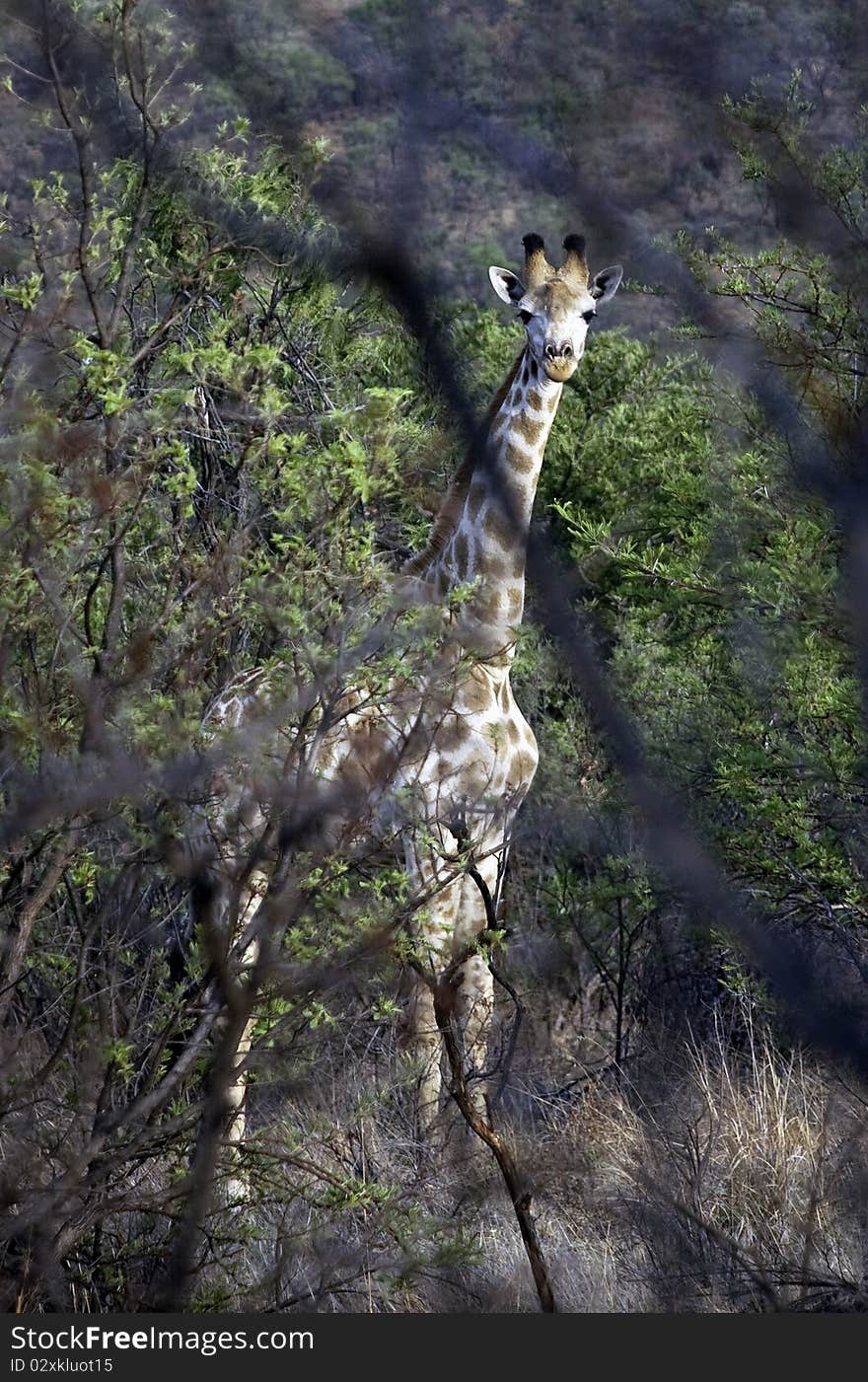 Young Giraffe in the Bush, South Africa