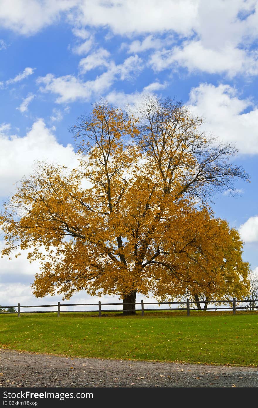 Autumn trees in Catskills Mountains, Upstate New York