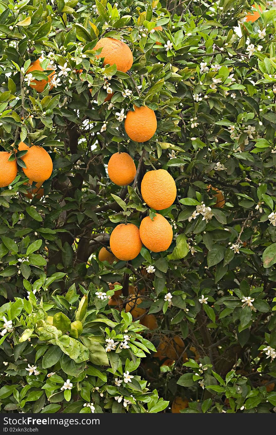 Oranges and flowers on tree