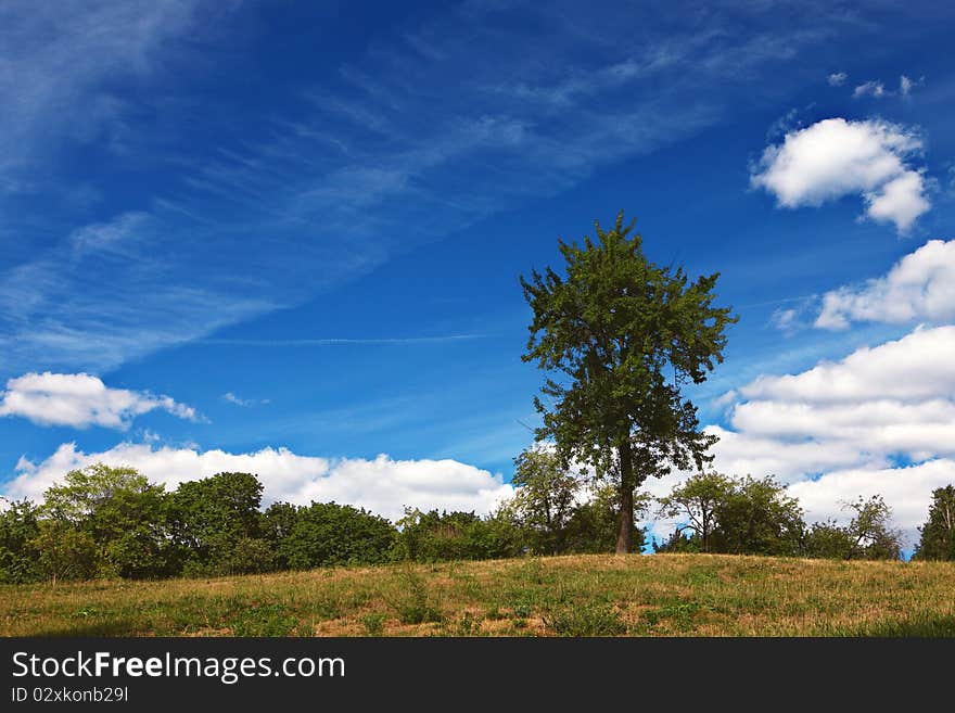 Lonely tree on a hill