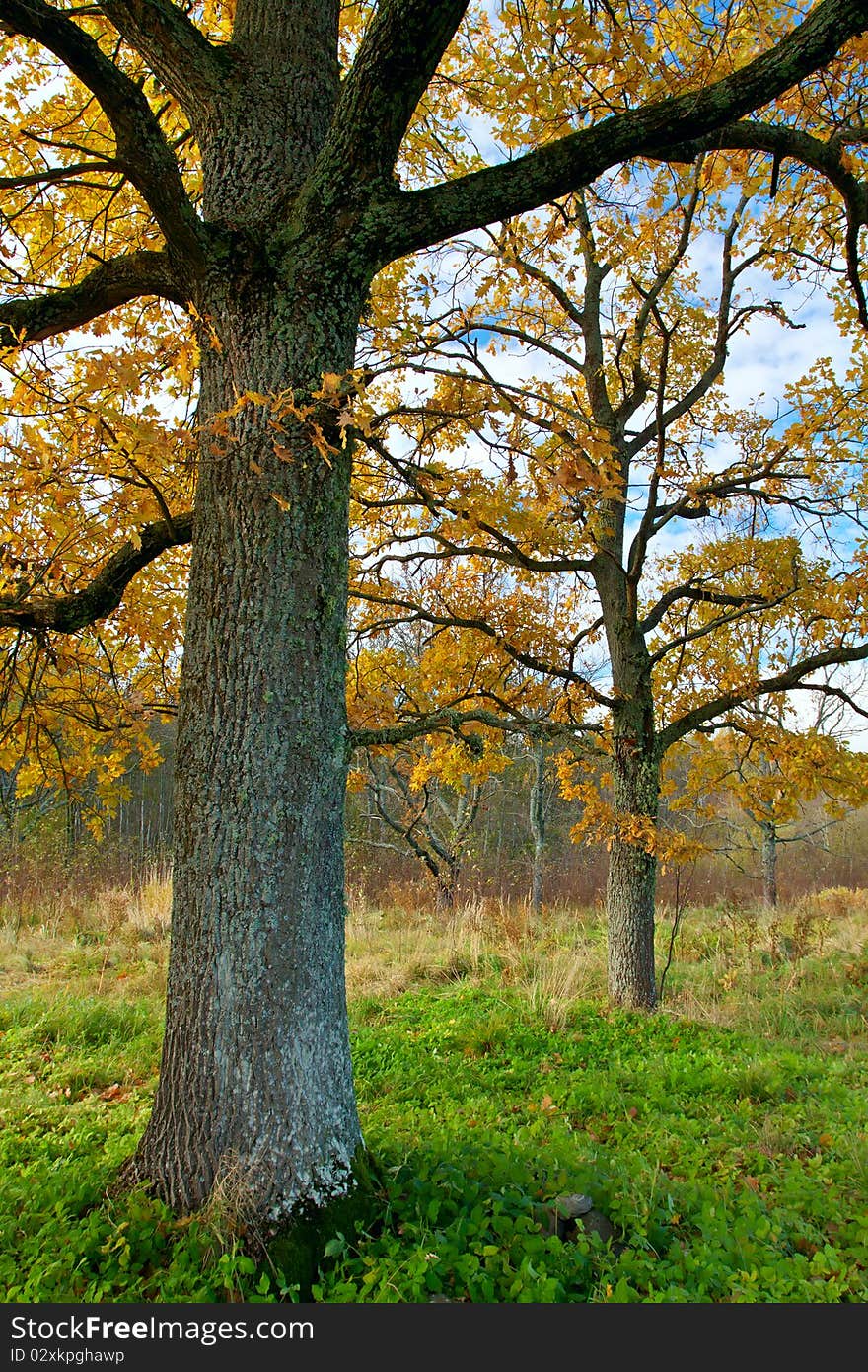 Autumn trees on sky background