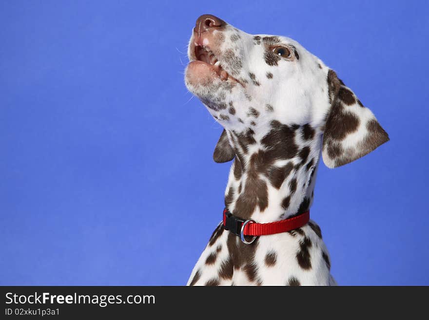 Dalmation puppy on blue background. Shot in studio.