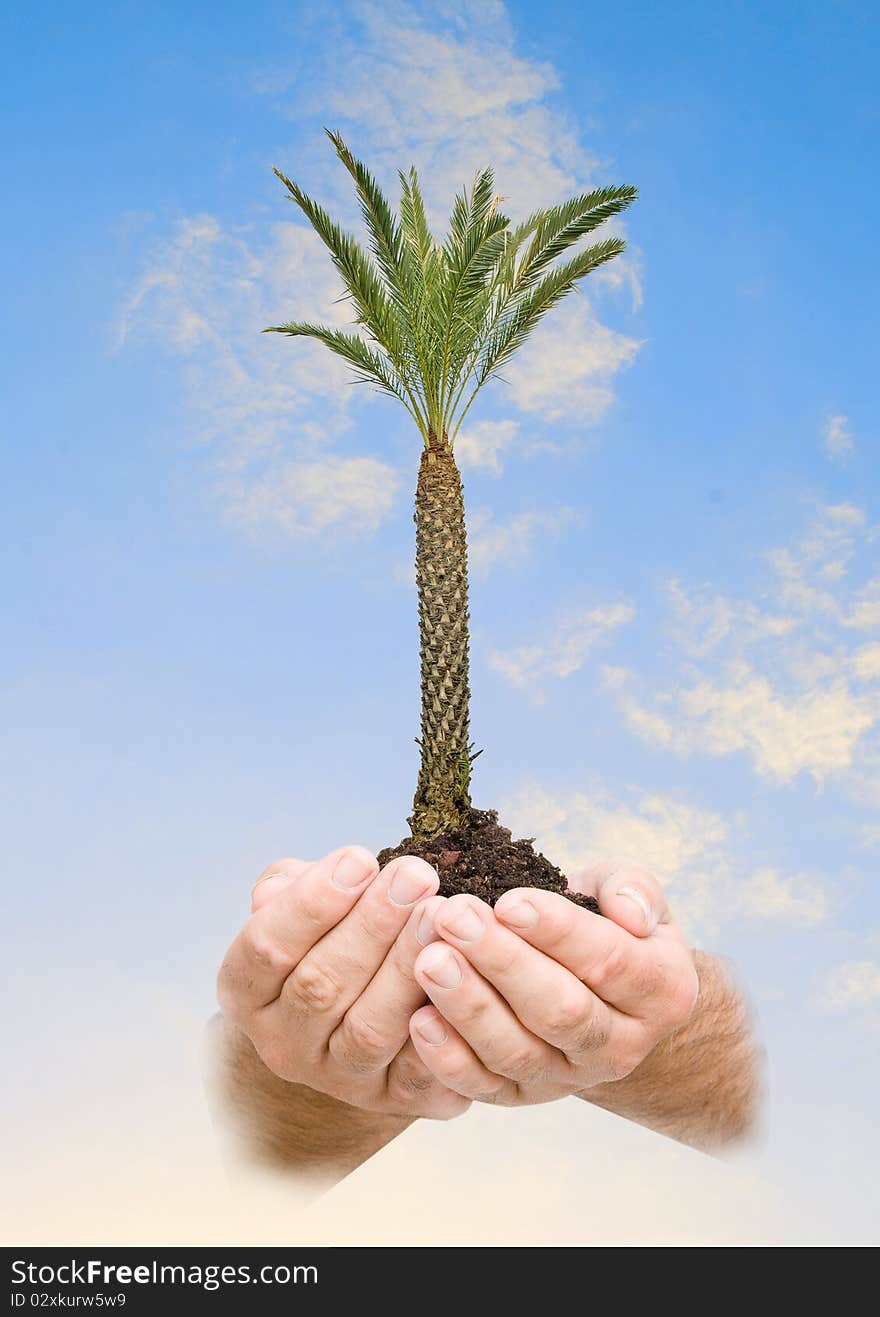 Palm tree in hands as a symbol of nature potection