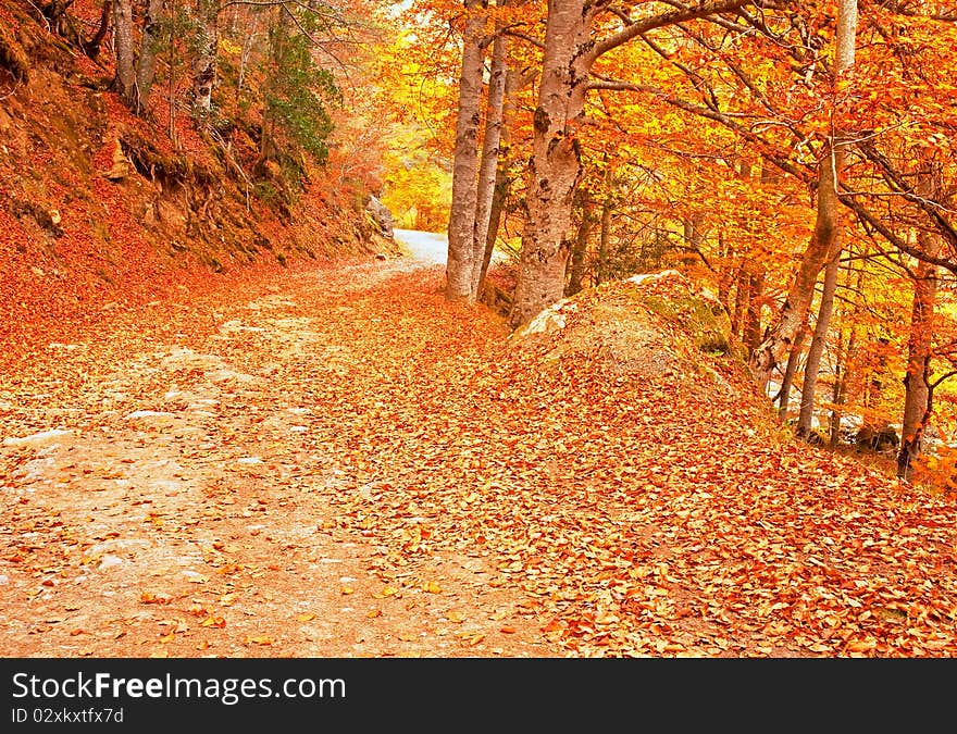 A colorful nice forest in autumn, Spain.