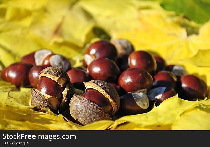 Chestnuts on yellow maple list. Chestnuts on yellow maple list