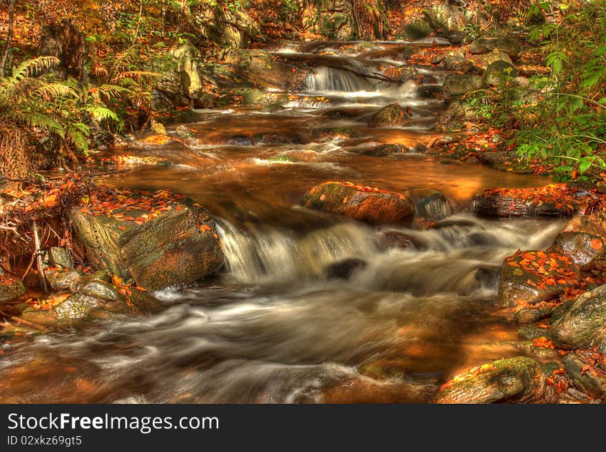 Forest stream in colored autumn