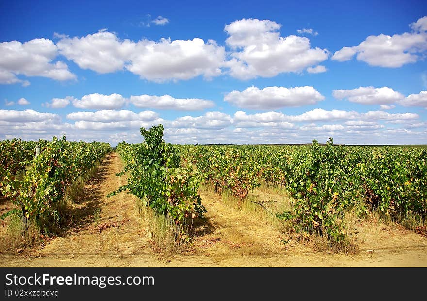 Vineyard at Portugal.