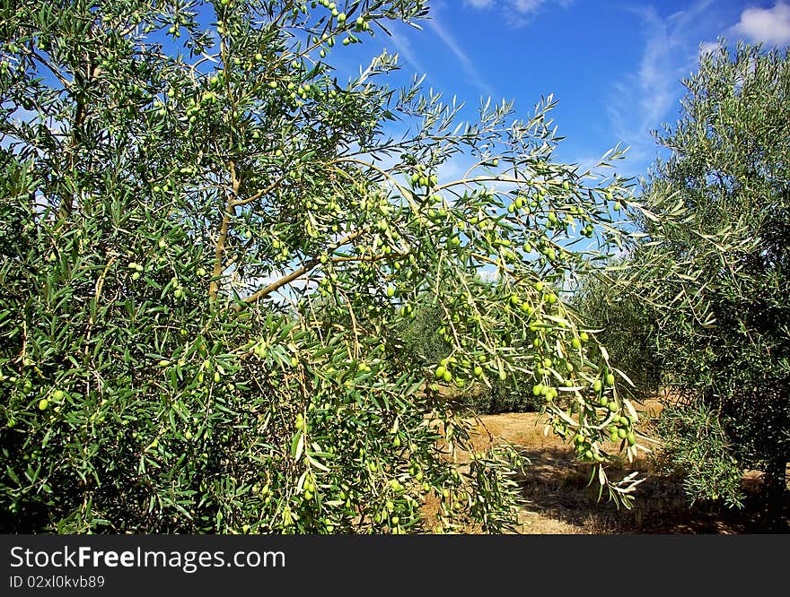 Olives tree at Portugal, Alentejo region. Olives tree at Portugal, Alentejo region.