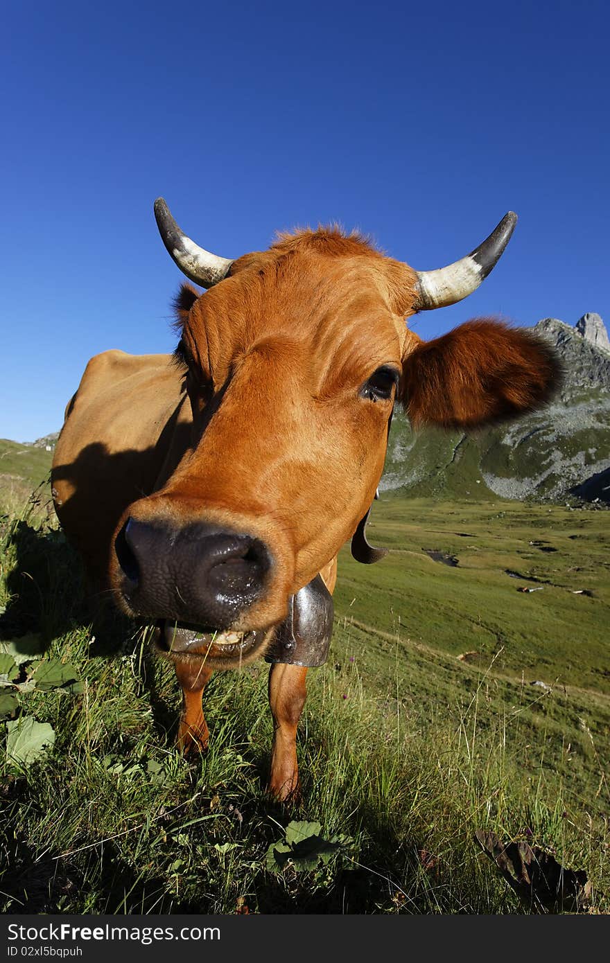 Head Of Mountain Cow