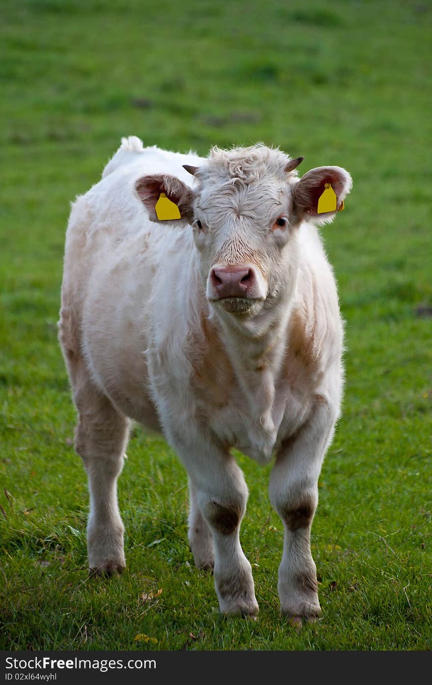 Cow