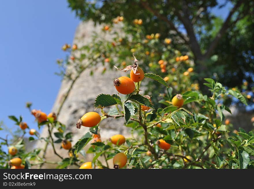 Rosehips displaying their bright orange colour. Rosehips displaying their bright orange colour