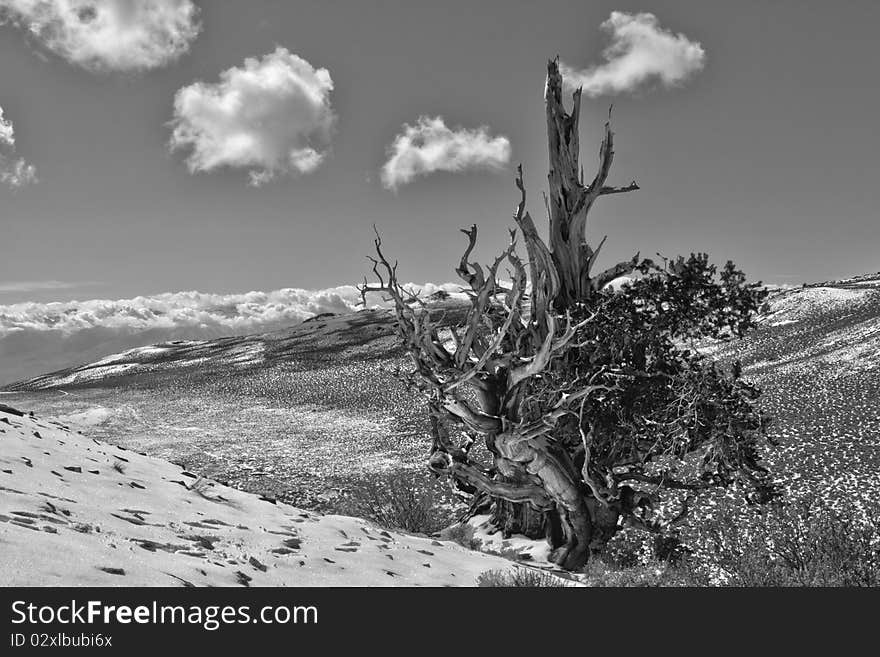 Ancient Bristlecone Pine on Mountain