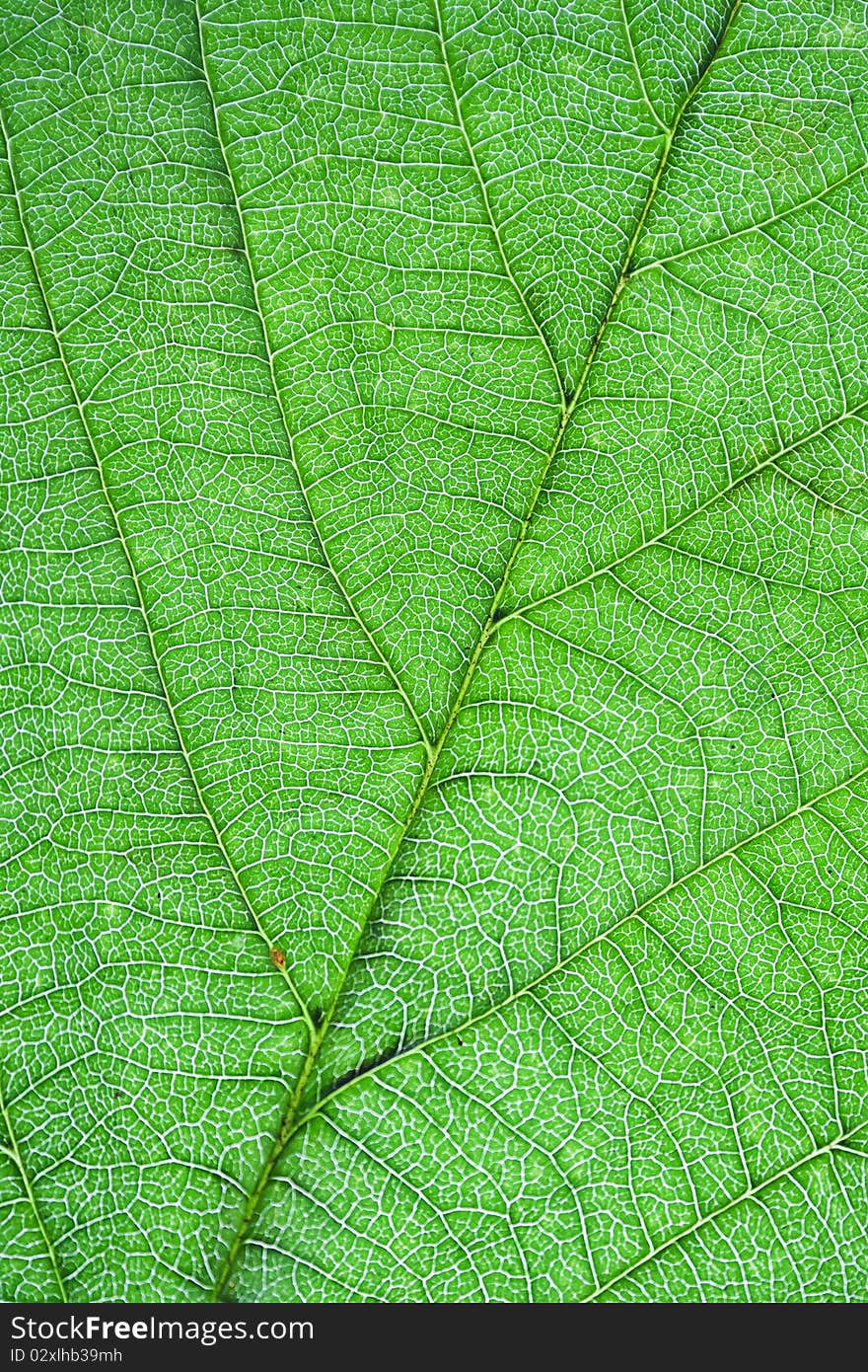 Close-up shot of a leaf with visible veins. Close-up shot of a leaf with visible veins.