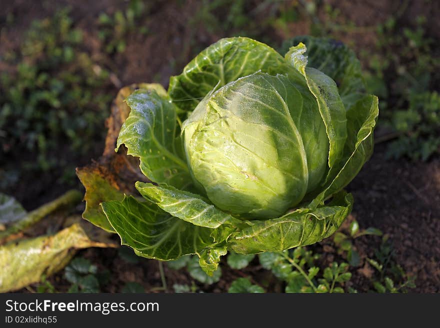 Ripe cabbage on a bed