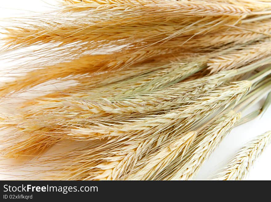 Wheat Ears