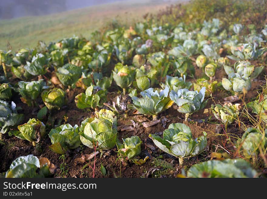 Ripe cabbage on a bed