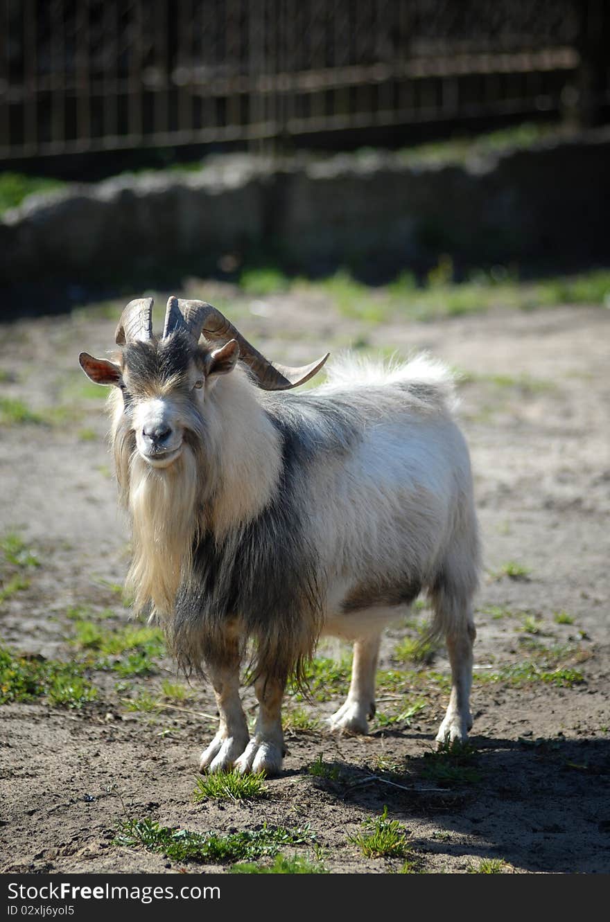 Turkomen Markhor in zoo looking to you