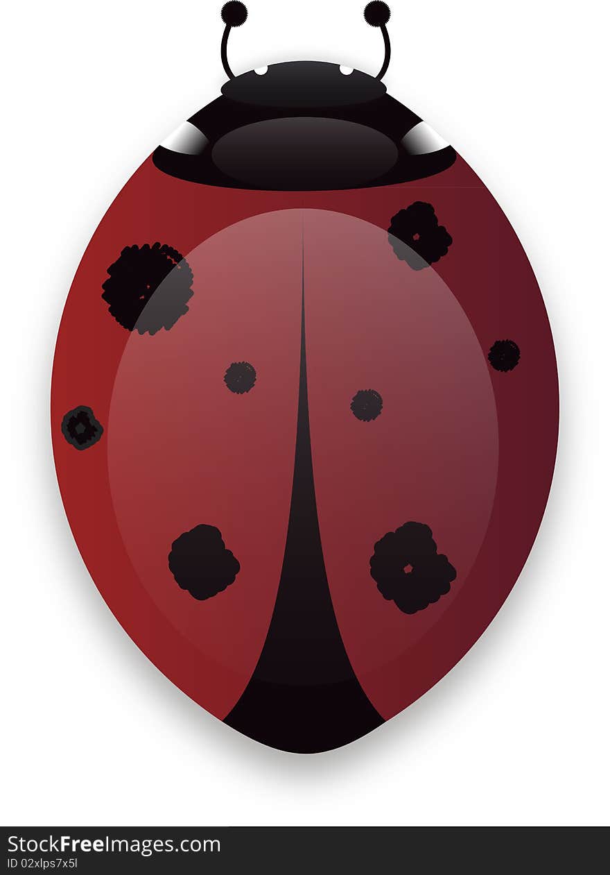 Illustrated vector Ladybird bug isolated on white background with shadow