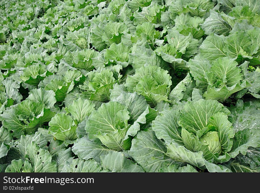 Row of Cabbage in the farm, north part of Thailand