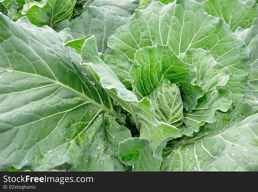 Row of Cabbage in the farm, north part of Thailand