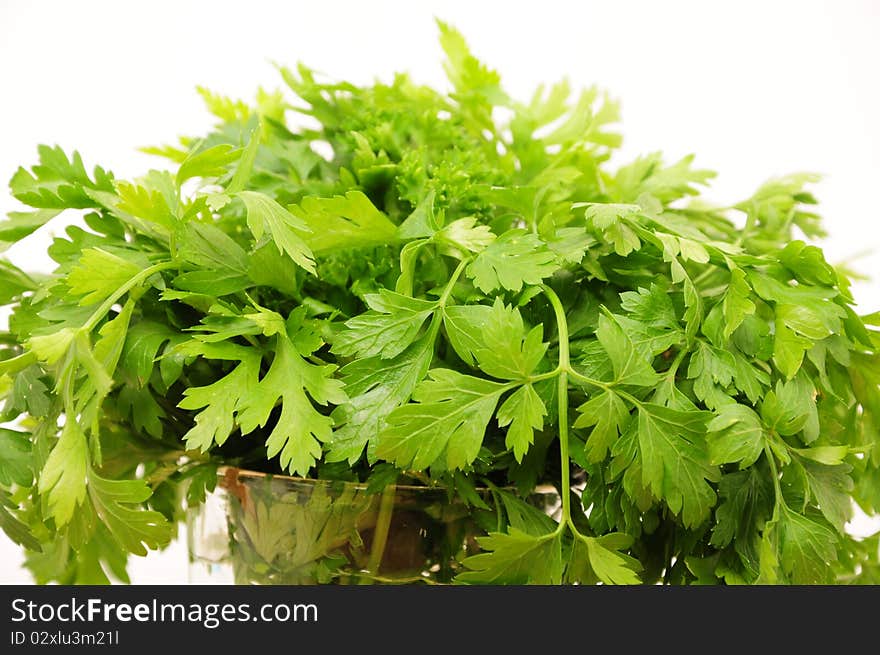 Fresh leaves of parsley for seasoning