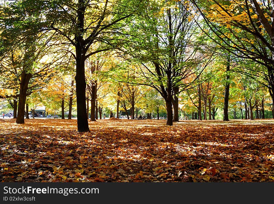 Fall Green & yellow leaves in the High Park, Ontario, Canada. Fall Green & yellow leaves in the High Park, Ontario, Canada