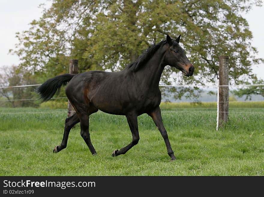 Portrait of a trotting English thoroughbred horse