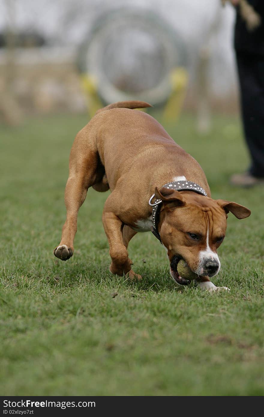 Portrait of a American Staffordshire terrier playing ball furious. Portrait of a American Staffordshire terrier playing ball furious