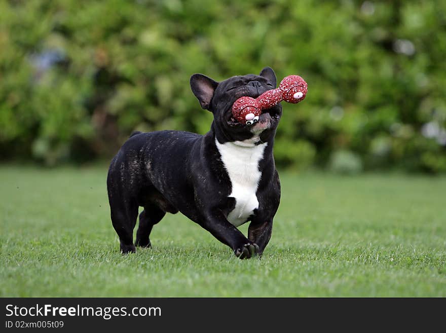 Portrait of a young French bulldog fetching a red dogtoy. Portrait of a young French bulldog fetching a red dogtoy