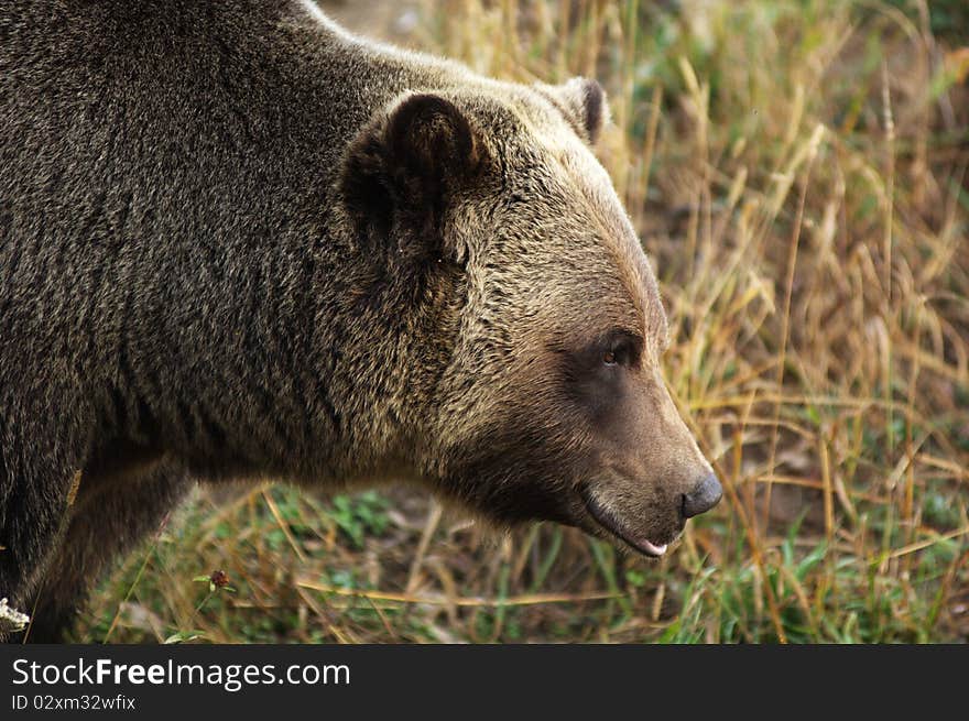 Male Grizzly Bear