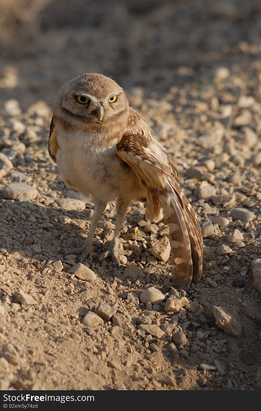 Burrowing Owl with injuried wing. Burrowing Owl with injuried wing