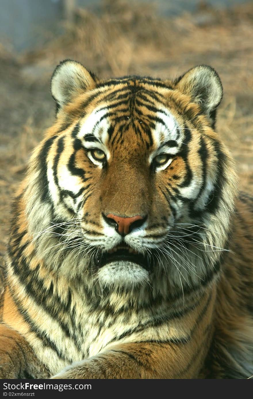 Asian Beautiful Tiger