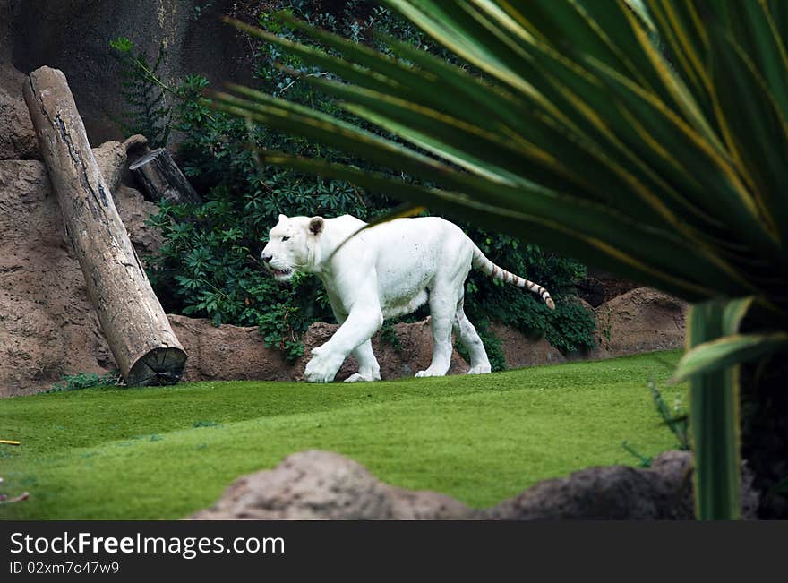 White tiger